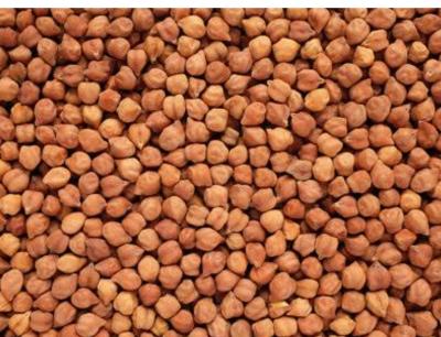 Chana